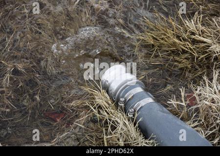 water flowing out of a fire hose into wet grass Stock Photo