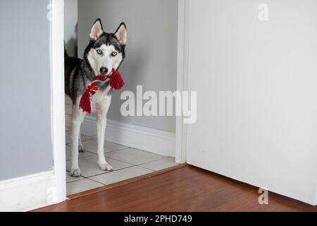 Puppy play with toy, Siberian Husky puppy Stock Photo - Alamy