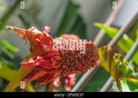 Withered Torch Ginger, also known as Etlingera elatior, red ginger lily ...