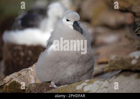 A juvenile, chick, Black Browed Albatross, Thalassarche Melanophris, on Saunders Island, one of the smaller of the Falkland Islands. Stock Photo