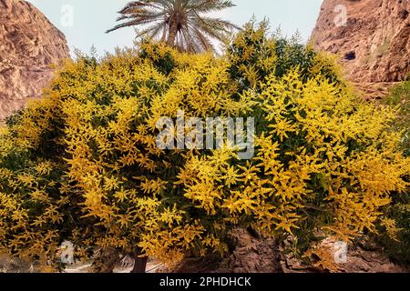 Spain, La Gomera, Mango tree in full bloom stock photo