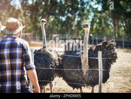 As a farmer, youre always in good company. a man on his ostrich farm. Stock Photo