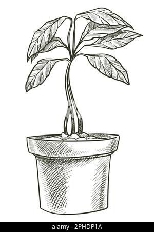 Avocado tree vegetable growing in pot, veggie Stock Vector