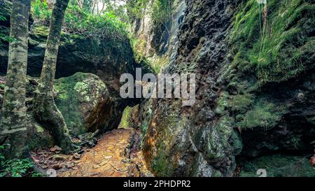 Hiking path through the forest in Springbrook National Park, Queensland, Australia Stock Photo