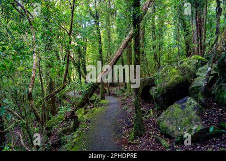 Hiking path through the forest in Springbrook National Park, Queensland, Australia Stock Photo