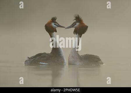 true love... Great Crested Grebe ( Podiceps cristatus ) swimming opposite each other, courtship display Stock Photo