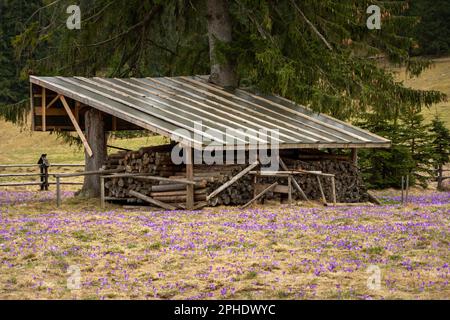 Wooden wood shed located under huge spruce. Old-fashioned fence surrounding the shed. Meadow with purple crocuses in bloom. Spring in Chocholowska Val Stock Photo