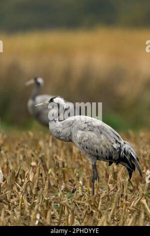 Common Cranes / Graukraniche ( Grus grus ), little flock, adults, resting on farmland, corn field, during bird migration, autumn, fall, wildlife, Euro Stock Photo