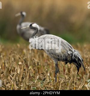 Common Cranes / Graukraniche ( Grus grus ), little flock, adults, resting on farmland, corn field, during bird migration, autumn, fall, wildlife, Euro Stock Photo