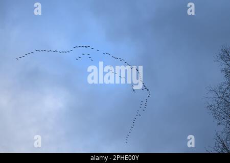 Crane overflight... Gray cranes ( Grus grus ), migrating crane troop, flying crane formation Stock Photo