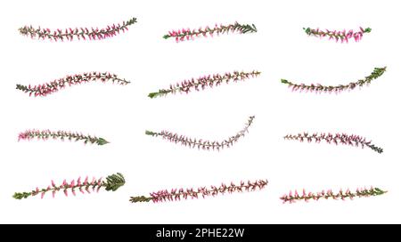 Branches of heathers with beautiful flowers on white background, collage Stock Photo