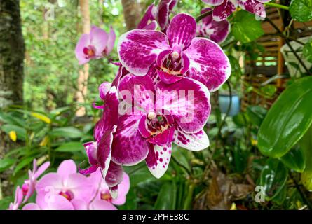 Moth orchid (Phalaenopsis amabilis), commonly known as the moon orchid Stock Photo