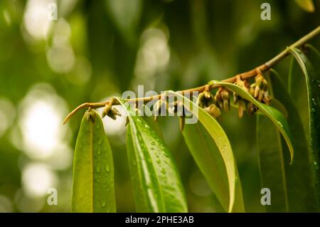 Indonesian dark wood, Ebony (Diospyros celebica) green leaves and flowers Stock Photo