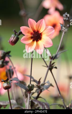Dahlia Dream Fantasy, Dahlia Fantasy, semi-double coral-pink to pale orange and yellow flowers, flushed pale pink on the petal edges, Stock Photo