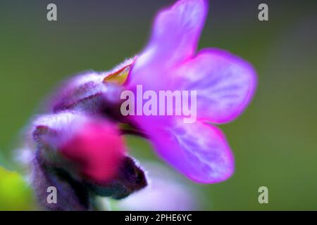 The blue flower is made in the technique of ultra-small depth of field. Macro Cowslip of Jerusalem (Pulmonaria) Stock Photo