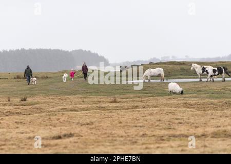family walking their dogs on lead near livestock Stock Photo