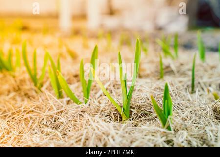The first garlic sprouts sprouted through the mulch in the garden bed ...