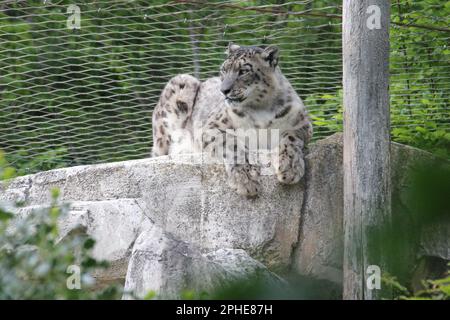 snow leopard in a zoo in france Stock Photo