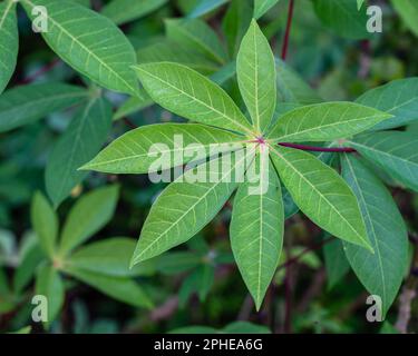 Closeup view of fresh manihot esculenta leaf, better known as cassava, manioc or yuca outdoors in tropical garden Stock Photo