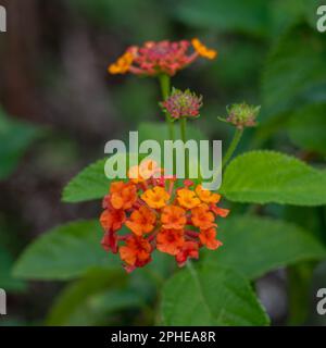 Closeup view of bright orange red cluster of flowers of lantana camara or common lantana shrub blooming outdoors on natural background Stock Photo