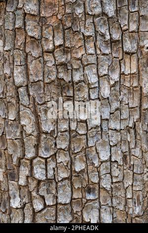 Textured graphic natural background : vertical closeup view of dipterocarpus alatus tropical tree bark, Thailand Stock Photo