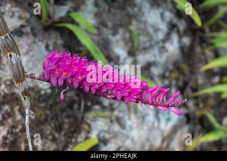 Closeup view of bright pink and orange flowers of wild tropical epiphytic orchid species dendrobium secundum aka toothbrush orchid blooming on rock Stock Photo