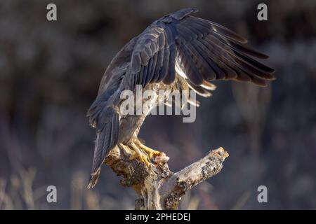 Side view of predatory buzzard hawk with ornamental plumage and pointed beak standing on dead tree stump branch over blurred wild forest while looking Stock Photo