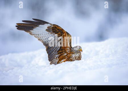 Wild predatory Milvus milvus bird having ornamental plumage sitting on snowy ground against blurred background Stock Photo