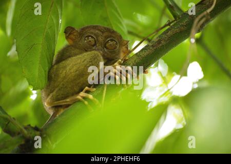 Full body close-up of a tarsier sitting between leaves, his big eyes looking directly into the camera, leaves blurred in the foreground. Stock Photo