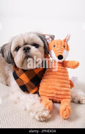 Shih Tzu, a small breed dog, looks at the camera with a toy next to it Stock Photo