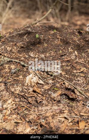 photo anthill in the woods in spring Stock Photo