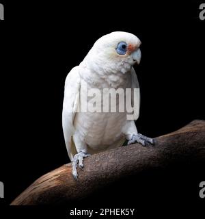 Long-billed corella, also known as a slender-billed corella, cacatua tenuirostris,perched on a tree and isolated over black background. This is a soci Stock Photo