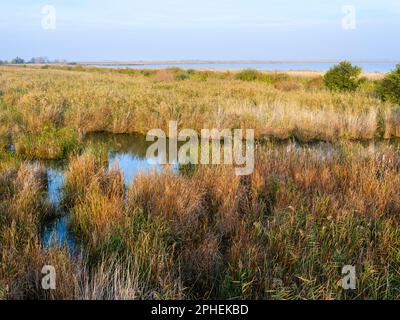 Landscape at the fish ponds of Hortobagy (Hortobagy halasto) in the National Park Hortobagy, listed as UNESCO world heritage and Ramsar site. Europe, Stock Photo