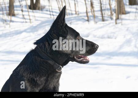 Black German shepherd in the winter forest Stock Photo