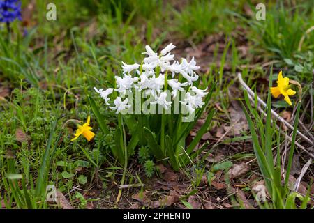 Snowdrops and daffodils in meadow by the wayside isolated in front of green grass Stock Photo