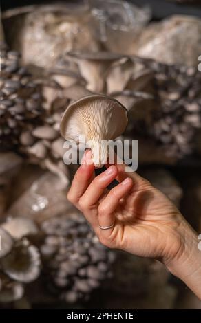 Fresh oyster mushroom in womans hand. Stock Photo