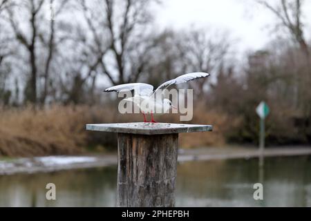 Seagull standing on bollard with wings raised ready to take off Stock Photo