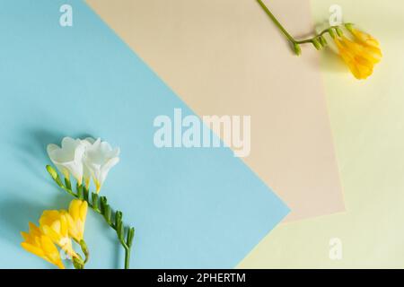 Mother's Day. Greeting card with yellow white freesia flowers on a delicate pastel background. Beautiful spring minimalistic design, creative composit Stock Photo