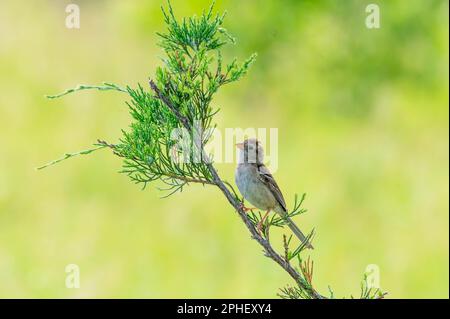 A small field sparrow perched atop a tree branch in a vibrant green outdoor environment Stock Photo