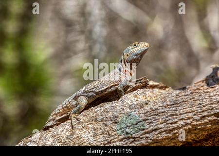 Oplurus cyclurus, also known commonly as the Madagascar swift and Merrem's Madagascar swift, is a species of lizard in the family Opluridae. Arboretum Stock Photo