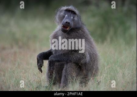 Chacma baboon ( Papio cynocephalus ursinus) Marakele National Park, South Africa Stock Photo