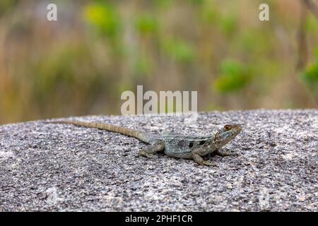 Oplurus quadrimaculatus, the Dumeril's Madagascar Swift or Madagascar spotted spiny-tailed iguana, terrestrial endemic lizard in family Opluridae. And Stock Photo