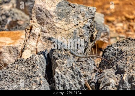 Oplurus quadrimaculatus, Dumeril's Madagascar Swift or Madagascar spotted spiny-tailed iguana, terrestrial endemic lizard, family Opluridae. Tsimanamp Stock Photo