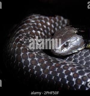 Tasmanian Tiger Snake, notechis scutatus humphreysi, a venomous snake endemic to Tasmania and usually found around water, such as swamps and welands. Stock Photo