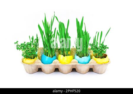 Easter. Young green sprouts of wheat and watercress in yellow and blue eggshells. Easter concept. Stock Photo