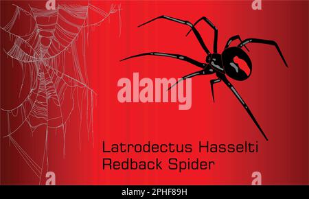 Australian black widow Spider - Illustration,  Adult female red back spider Stock Vector