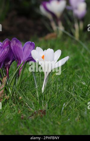 Close-up of a white crocus vernus in a lawn, side view Stock Photo
