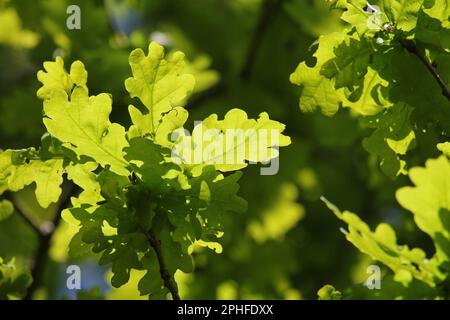 The backlit leaves of the English Oak, England Stock Photo
