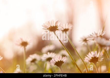 fresh daisies in the field at sunset Stock Photo