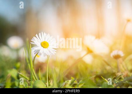 fresh daisies in the field at sunset Stock Photo